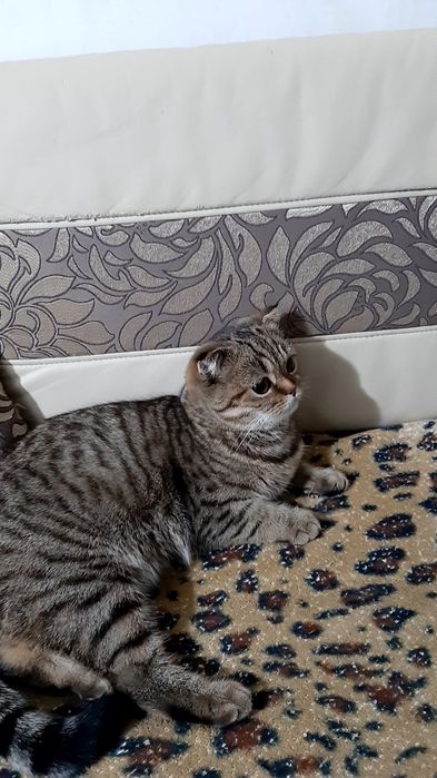 Отдам в добрые руки