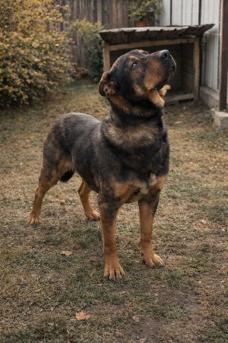 „DE ADOPȚIE  „Câine de talie mare”