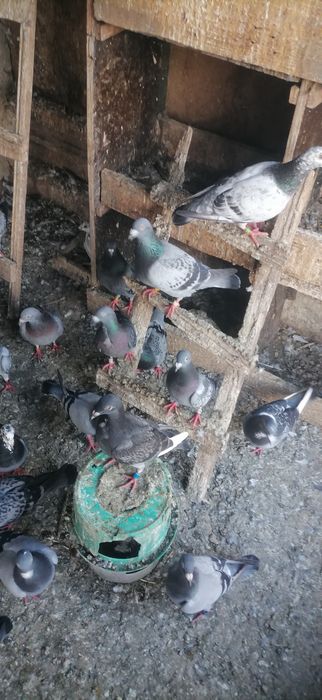 Vând Porumbei Voiajori cu inele și cipuri