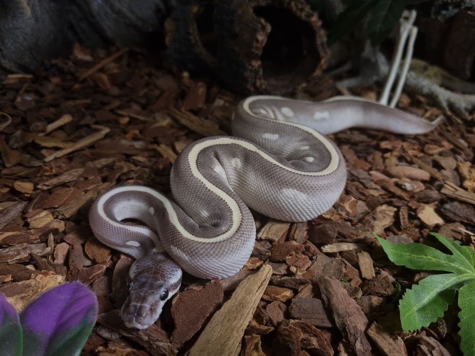 Femelă de piton regal