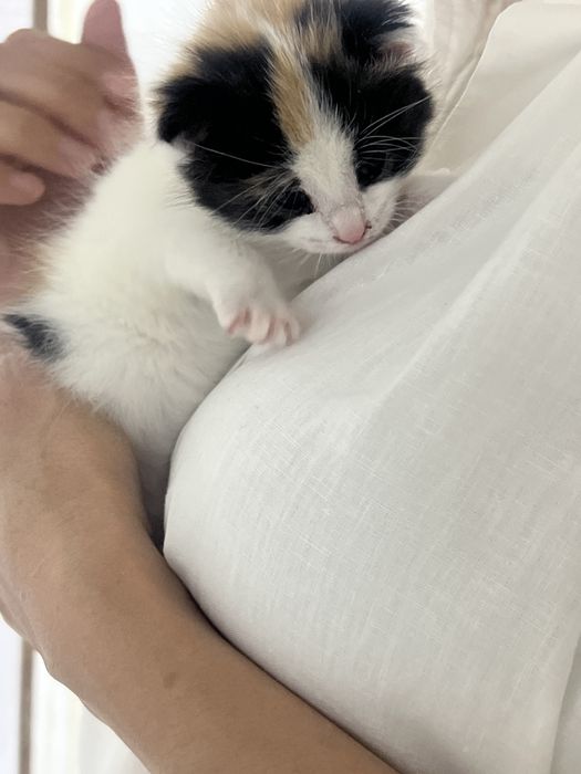 Отдам котенка в хорошие руки