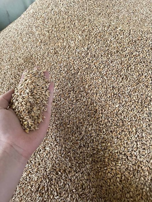 Корма для несушка...