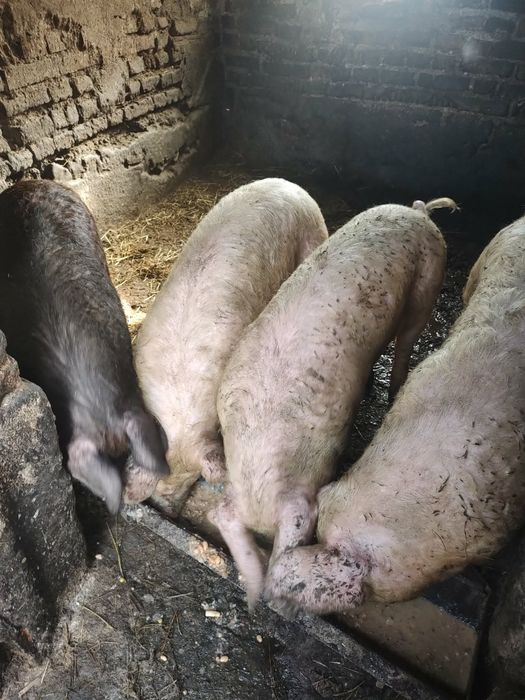 Прасета 7бр по 80кг