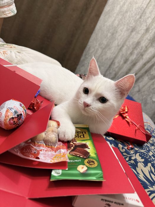 Отдам котенка даром