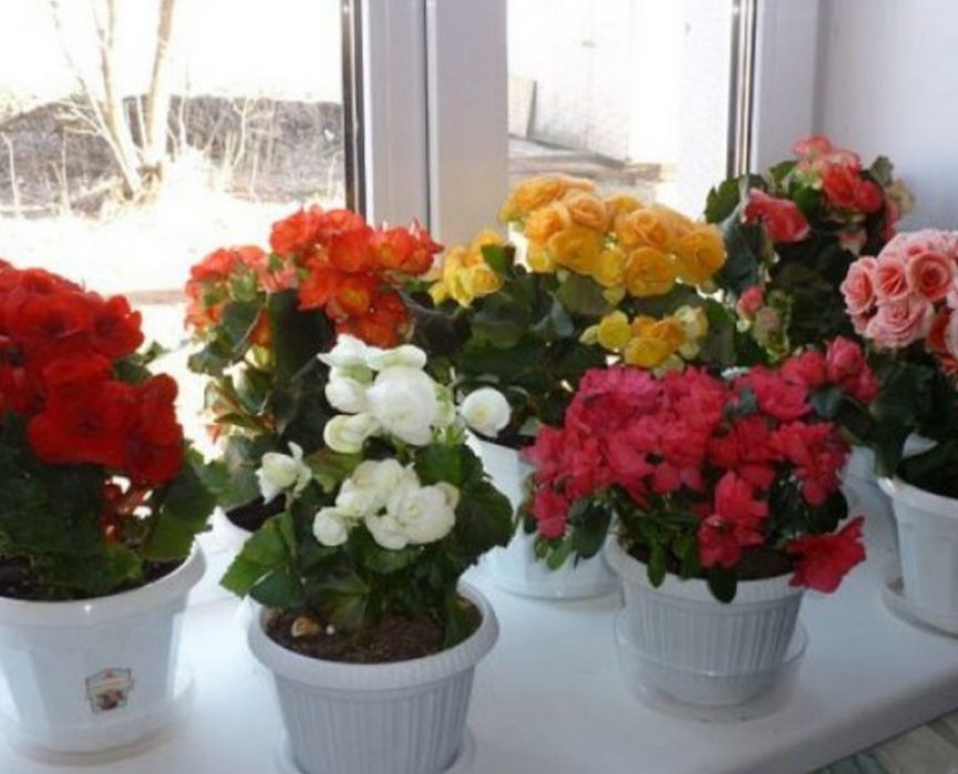 Цветы для офиса и дома