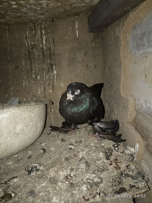 Голуби срочно продам