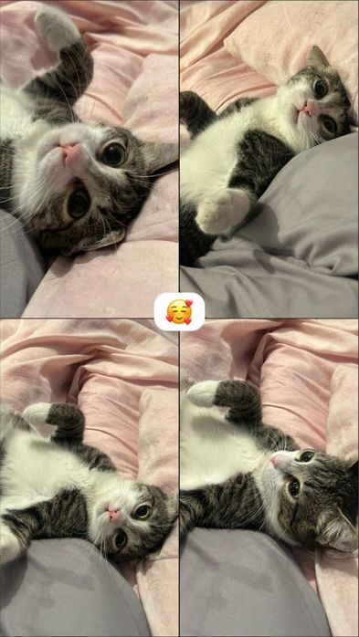 Отдам в хорошие руки