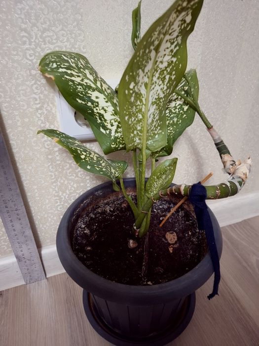 Комнатные растения Диффенбахия