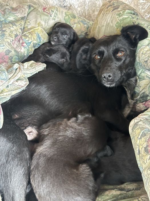 Отдам щенят в хорошие руки