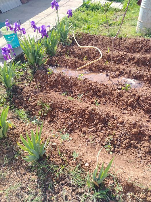 Uy sotiladi to'labe oq tom 3.5 sotix