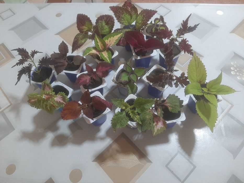 Продам колеусы растюхи.