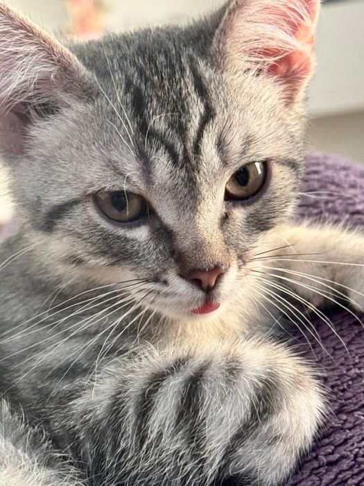 Отдам котенка в добрые руки