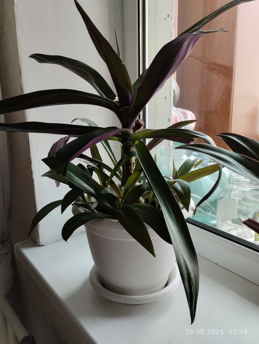 Пальмы вместе с горшками