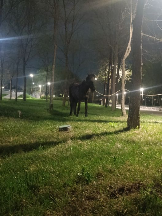 Потерялась кобыла