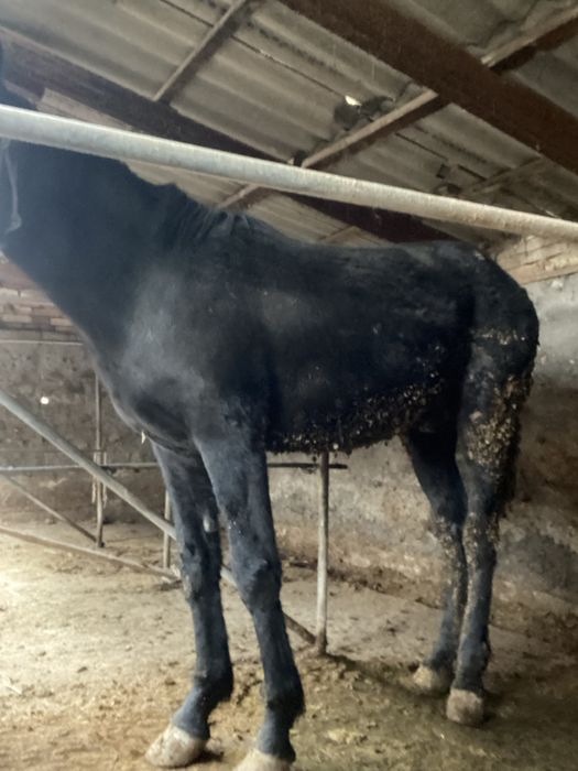 согым почти 1 жас 9ай