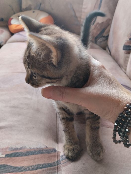 Подарявам котенца на 2м