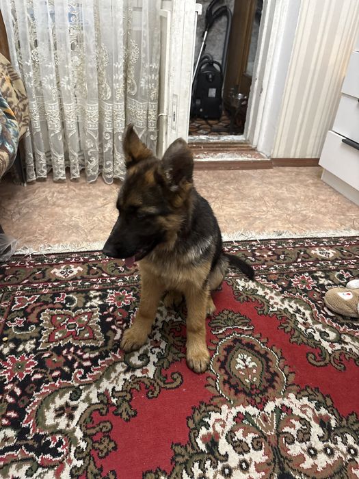 Продажа немецкой овчарки