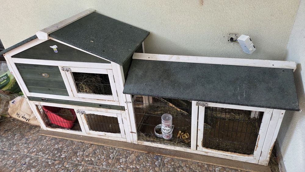 Vand iepure rasa berbec