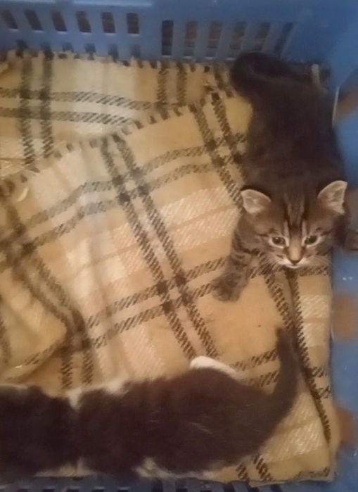 Отдам в добрые руки