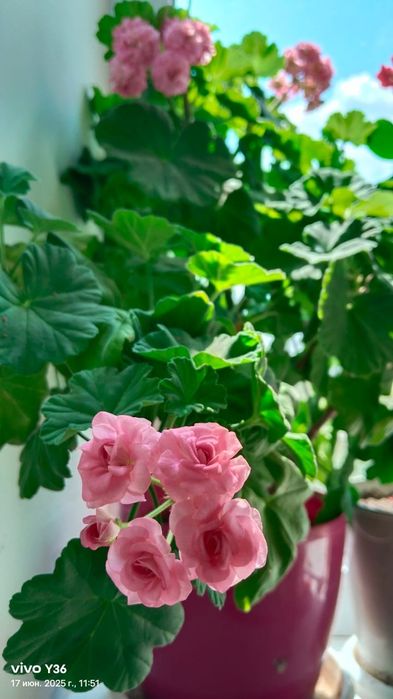 Розебудная Герань и Алоэ Вера