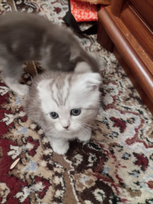 Британскиие котята