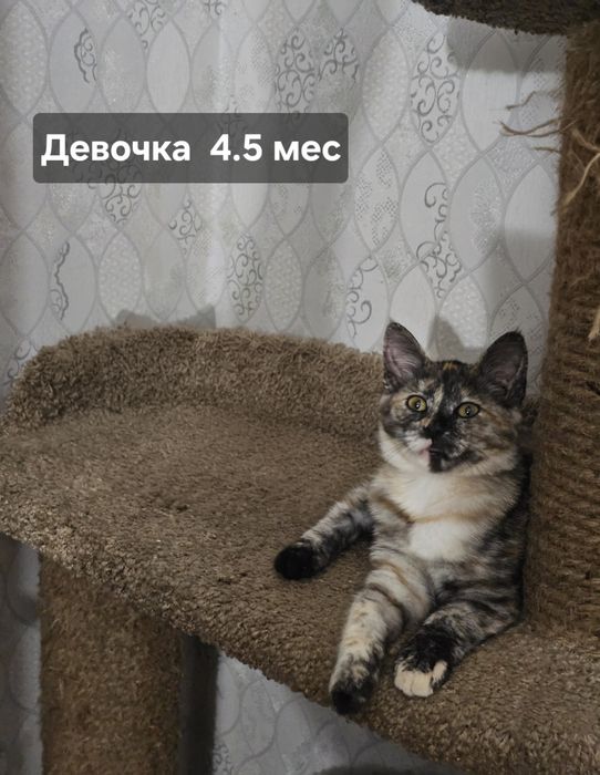 Котята в добрые руки!