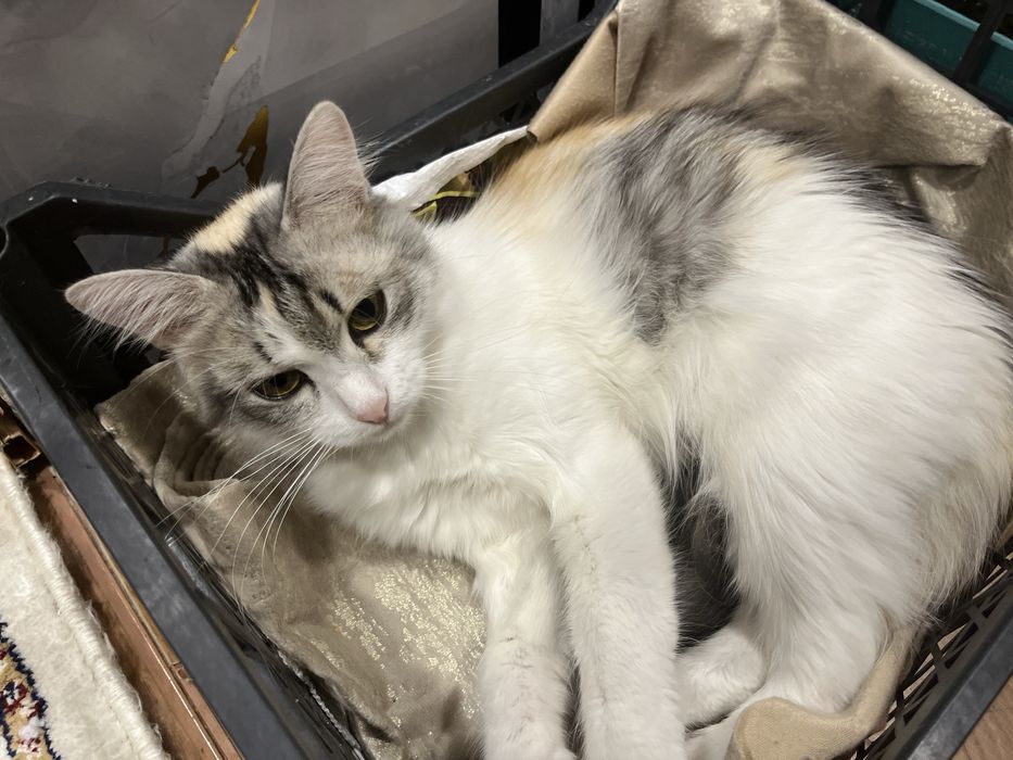 Отдам добрую кошку в хорошие руки