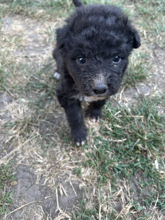 Căței spre adopție
