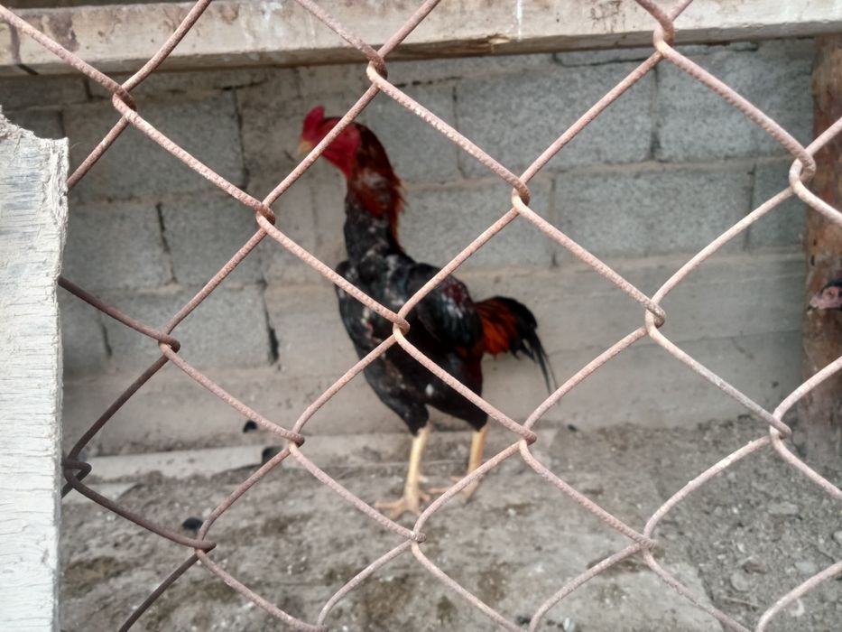 Дакан дакан қораз дакан