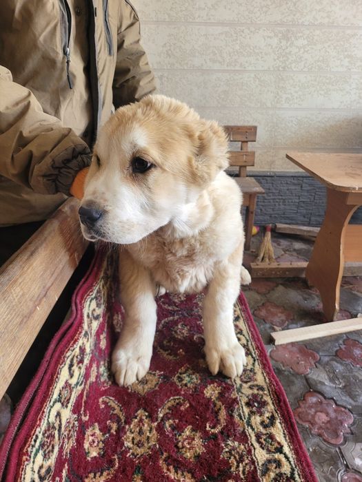 Продам щенков алабая