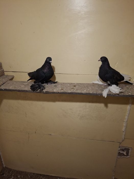 Продам голубей жуки сочи