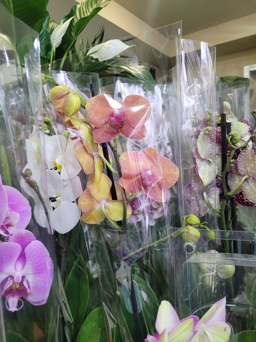 Орхидеи. Фаленопсис