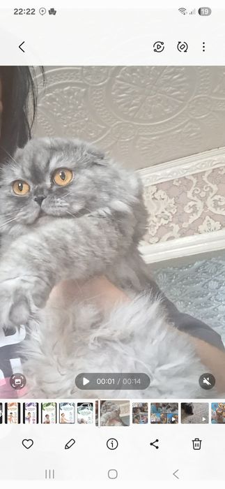 Продается котенок шотландский вислоухий скотиш фолд девочка.