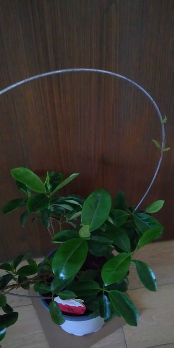 Дипладения, Мандевила