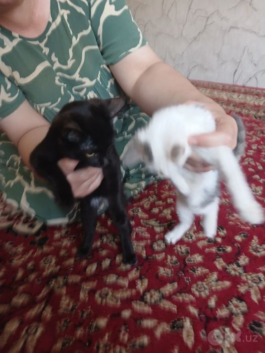 Кошки за 100 сум