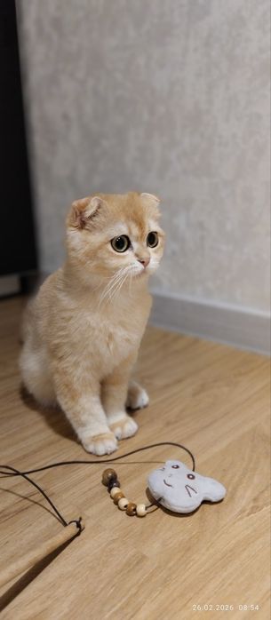 Золотая шиншилла фолд. .