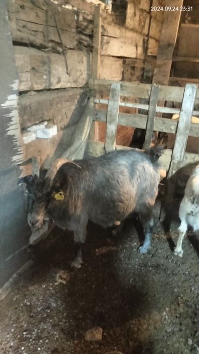 Ассалаумағалейкум ешкі сатам