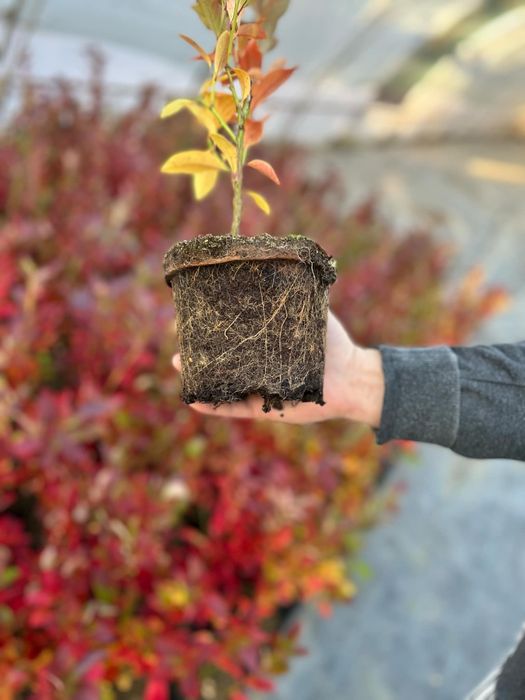 Американска боровинка в саксия вече в плододаване