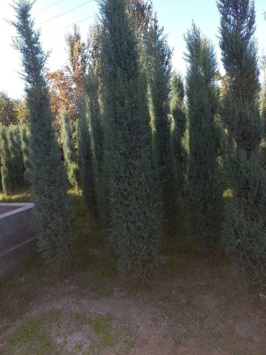 Голубой кипарис навли арчалар