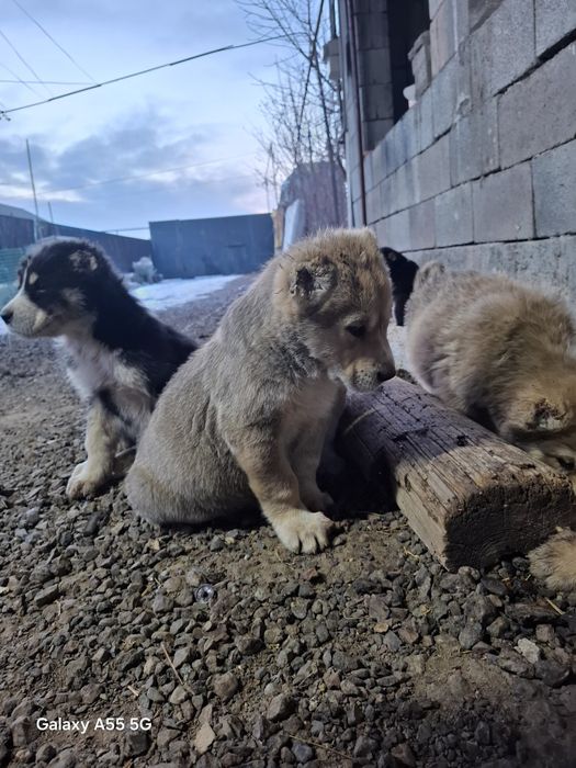 Алабай күшік сатылады