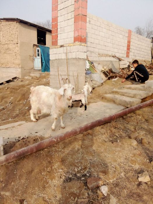 Echki sotiladi 2 ta bolasi bor 2.5litrdan 3litrgacha sut beradi