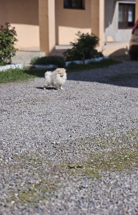 Pomeranian Femelă