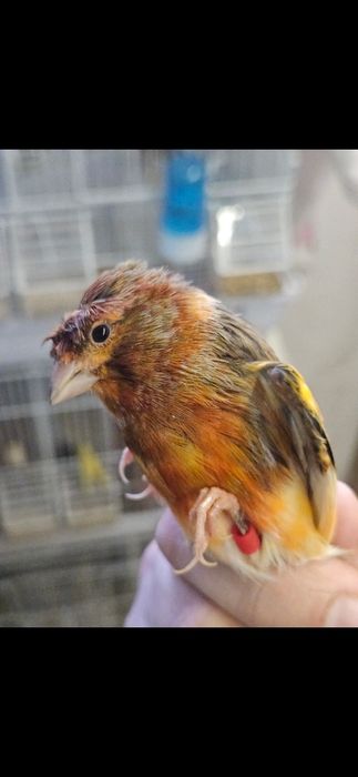 Канарейка нарлар.