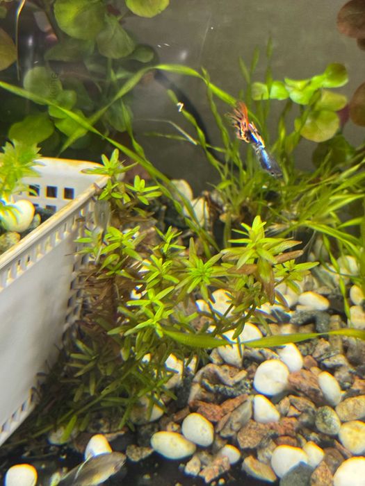 Продам растения для аквариума