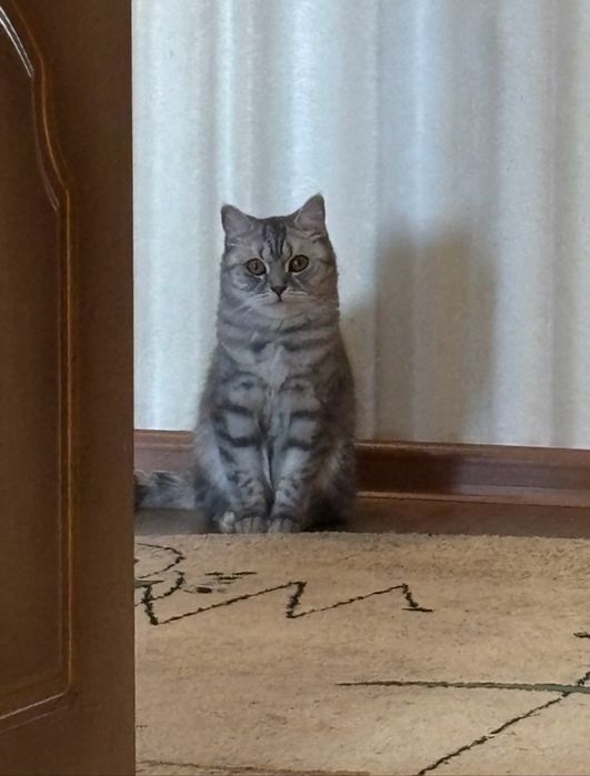 Британская кошка
