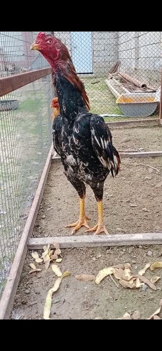 Петух бойцовые срочно