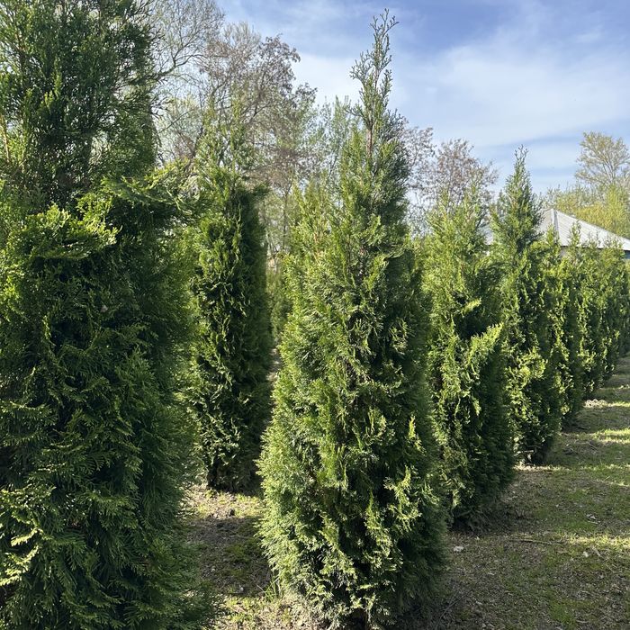 Туя западная Смарагд