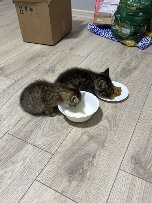 Котята бесплатно