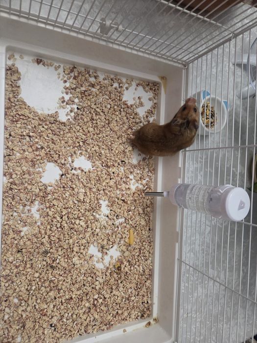 Хомяк продаётся в хорошие руки