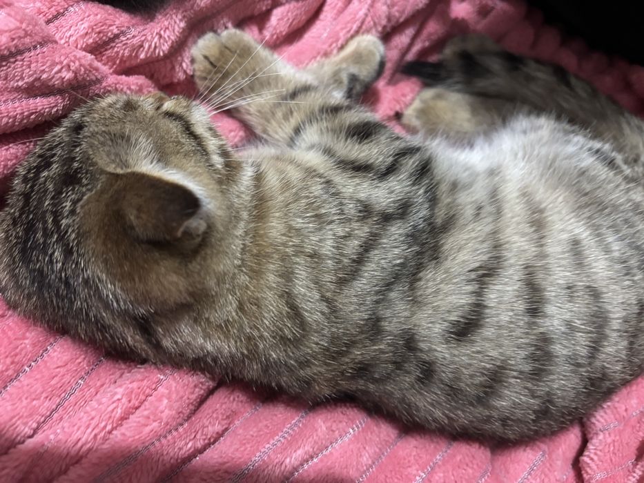 Отдаю котят.